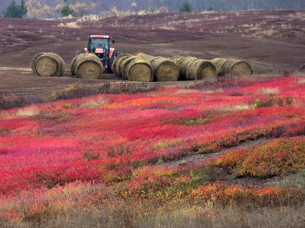 Blueberry Fields in Autumn
