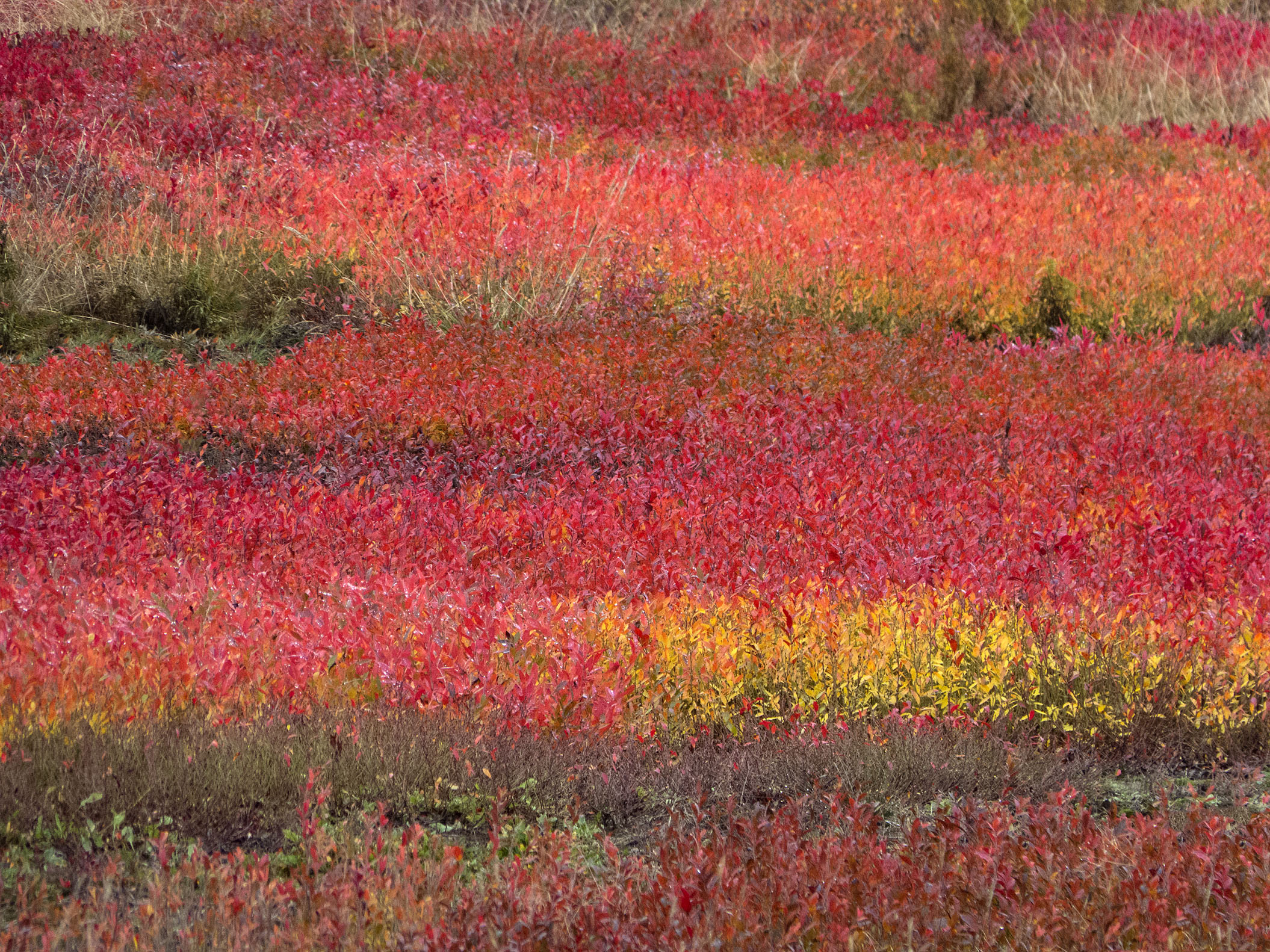 Blueberry Fields in Autumn