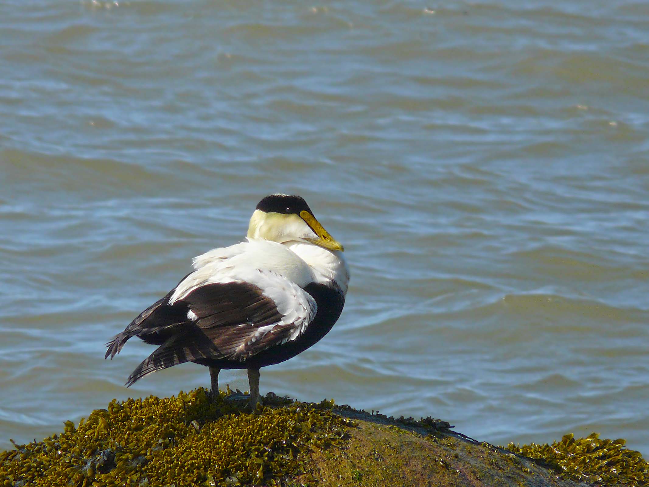 Male Common Eider
