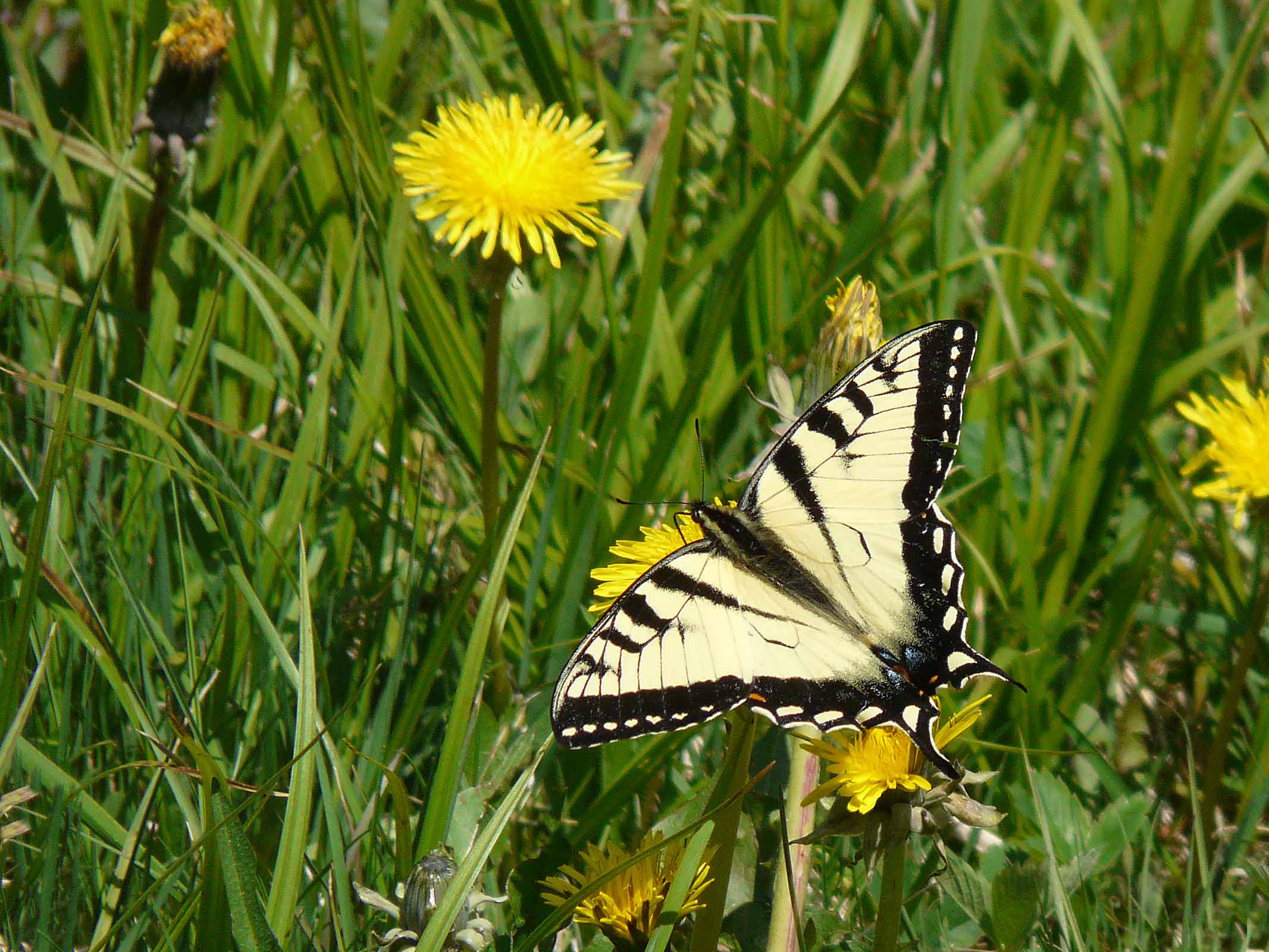 Tiger Swallowtail Butterfly
